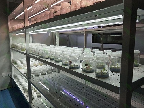 琼海植物组织培养实验室设计建设方案